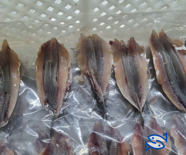 Moroccan Anchovy , Fillet