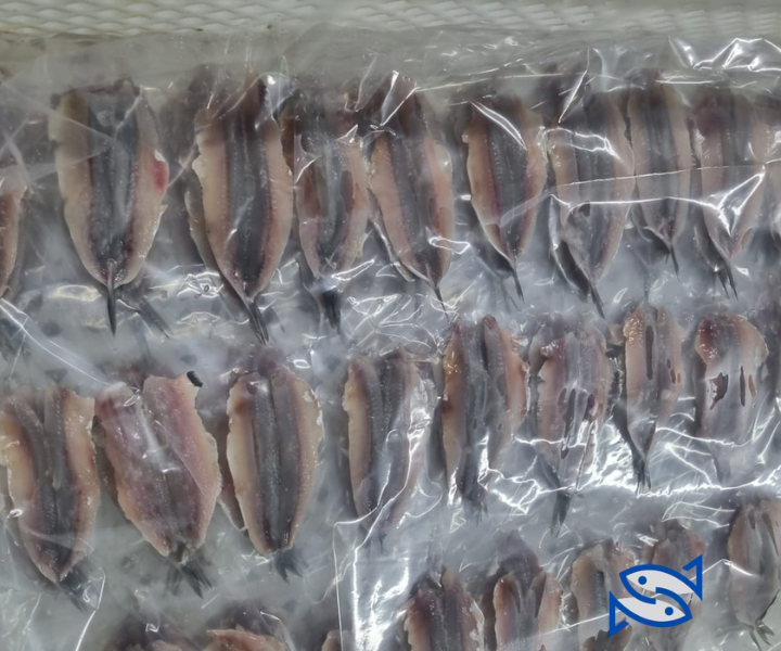 Moroccan Anchovy , Fillet