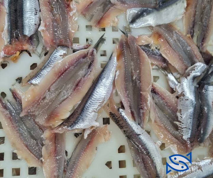 Moroccan Anchovy , Fillet