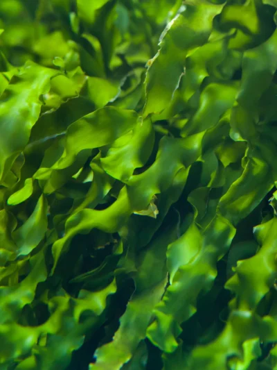 SEAWEED