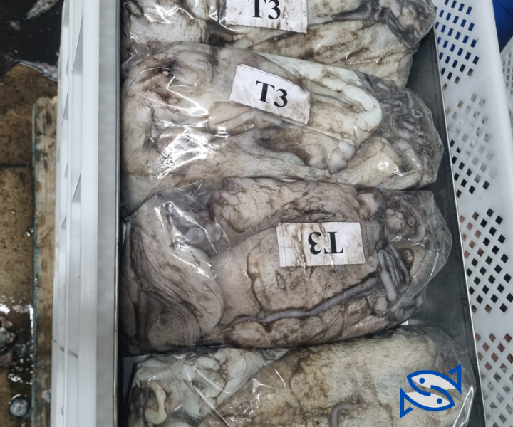 Moroccan Octopus