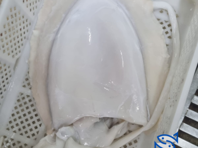 cuttlefish
