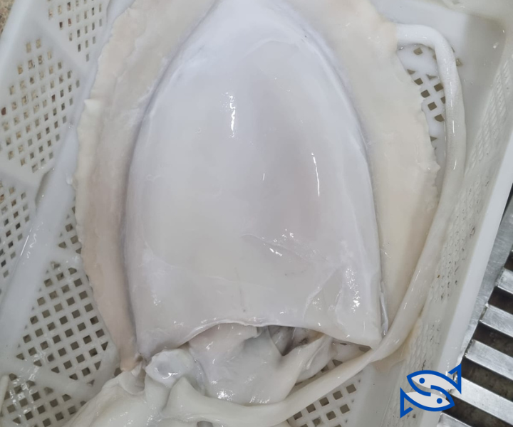 cuttlefish