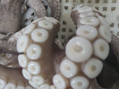 Frozen Octopus , Zone fish 34 Dakhla Morocco